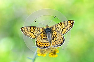Euphydryas aurinia , The Marsh Fritillary butterfly on flower , butterflies of Iran