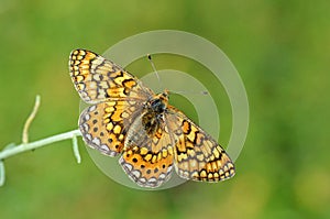Euphydryas aurinia , The Marsh Fritillary butterfly on flower , butterflies of Iran