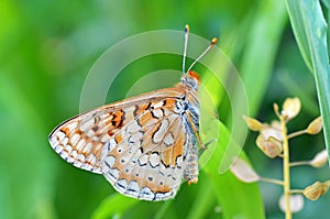 Euphydryas aurinia , The Marsh Fritillary butterfly sitting on grass