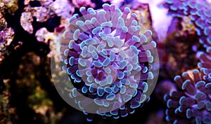Euphyllia ancora Hammer coral is a species of hard coral in the family Euphylliidae. photo
