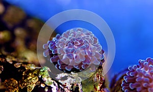 Euphyllia Hammer LPS coral - Euphyllia ancora photo