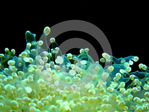 Euphyllia coral photo