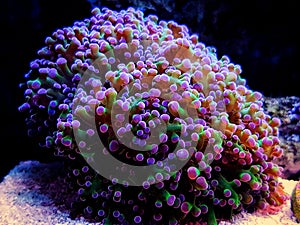 Euphyllia Divisa aka Frogspawn LPS Coral photo