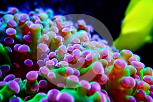 Euphyllia Divisa aka Frogspawn LPS Coral photo