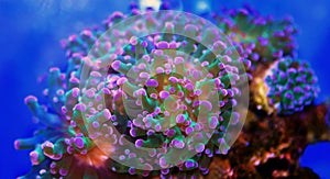 Euphyllia Divisa  LPS coral - Aquarium species photo