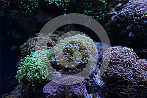 Euphyllia frogspawn coral