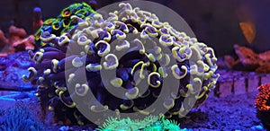 Euphyllia sp. is a genus of large-polyped stony coral photo