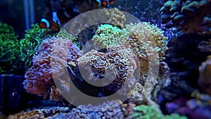 Euphyllia glabrescens lps coral