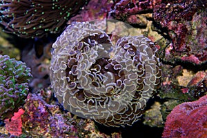 Euphyllia Hammer Coral