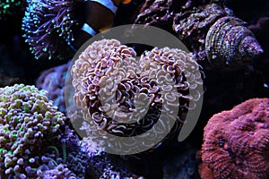 Euphyllia Hammer LPS Coral