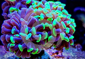 Euphyllia Hammer LPS coral - Euphyllia ancora