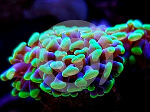 Euphyllia Hammer LPS coral - Euphyllia ancora
