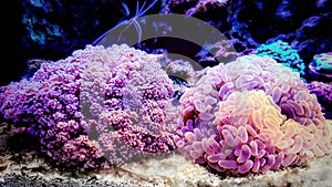 Euphyllia Hammer LPS coral - Euphyllia ancora photo