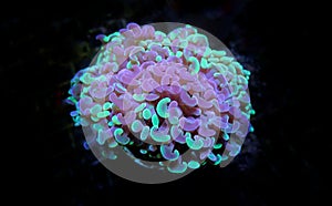 Euphyllia hammer lps Coral in reef tank photo
