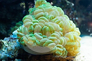 Euphyllia paraancora