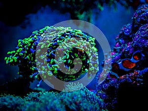 Euphyllia parancora LPS coral showing its green fluorescence color on a reef aquarium photo