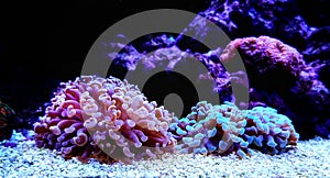 Euphyllia sp. is a genus of large-polyped stony coral