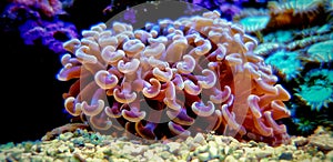 Euphyllia species Large Polyp Stony coral in saltwater reef aquarium photo