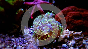 Euphyllia species lps corals in saltwater reef aquarium photo