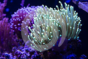 Euphyllia torch colorful LPS coral in Reef aquarium