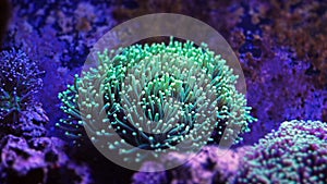 Euphyllia Torch Coral photo