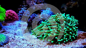 Euphyllia Torch LPS coral - Euphyllia glabrescens photo