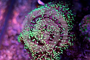 Euphyllia Torch LPS Coral