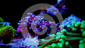 Euphyllia Torch LPS coral - Euphyllia glabrescens