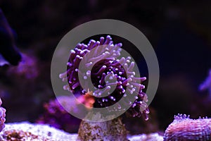 Euphyllia Torch LPS coral - Euphyllia glabrescens