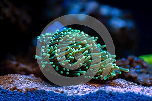 Euphyllia Torch LPS coral - Euphyllia glabrescens