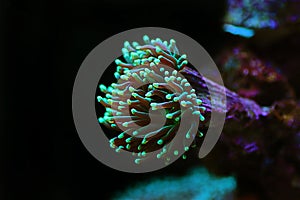 Euphyllia Torch LPS coral - Euphyllia glabrescens