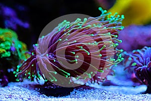 Euphyllia Torch LPS coral - Euphyllia glabrescens