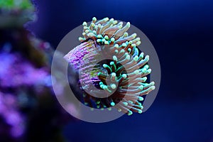Euphyllia Torch LPS coral - Euphyllia glabrescens photo