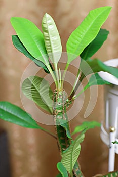EuphÃÂ³rbia lophogona Euphorbiaceae photo
