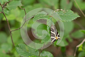 Euplagia quadripunctaria butterfly on a green leaf