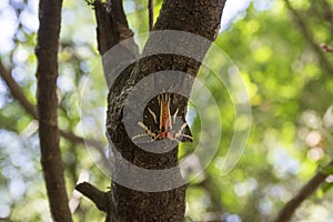 Euplagia quadripunctaria, called Jersey tiger, day-flying moth in Petaloudes, Rhodos