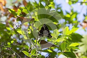 Euplagia quadripunctaria, called Jersey tiger, day-flying moth in Petaloudes, Rhodos photo