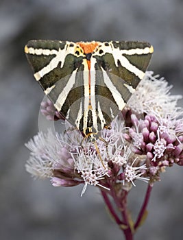 Euplagia quadripunctaria in French highlands, Auvergne, Cantal, France