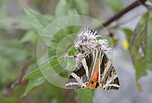 Euplagia quadripunctaria in French highlands, Auvergne, Cantal, France