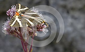 Euplagia quadripunctaria in French highlands, Auvergne, Cantal, France