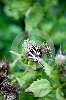 Euplagia quadripunctaria jersey tiger day-flying moth photo