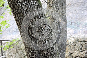 Euplagia quadripunctaria rhodosensis resting on an Oriental Sweetgum tree trunk in the Petaloudes Valley.