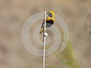 Euplectes afer Yellow-crowned bishop Close Up