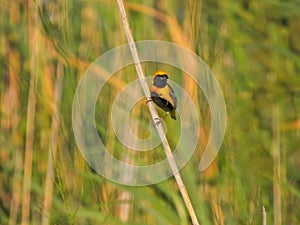 Euplectes afer Yellow-crowned bishop Close Up