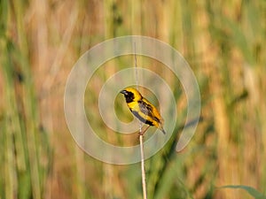 Euplectes afer Yellow-crowned bishop Close Up