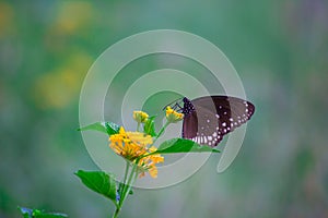 Euploea core, the common crow, is a common butterfly