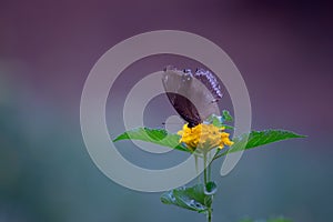 Euploea core, the common crow, is a common butterfly