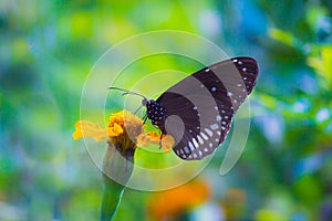 Euploea core, the common crow, is a common butterfly  sitting on the marigold flower