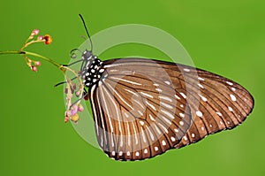 Euploea mulciber, butterfly on flower