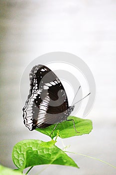 Euploea radamanthus radamanthus butterfly On the green leaf photo